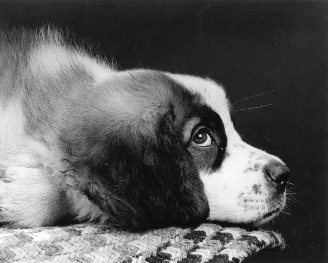 Dog Ear Infections: Symptoms, Causes, and Complete Treatment Guide
