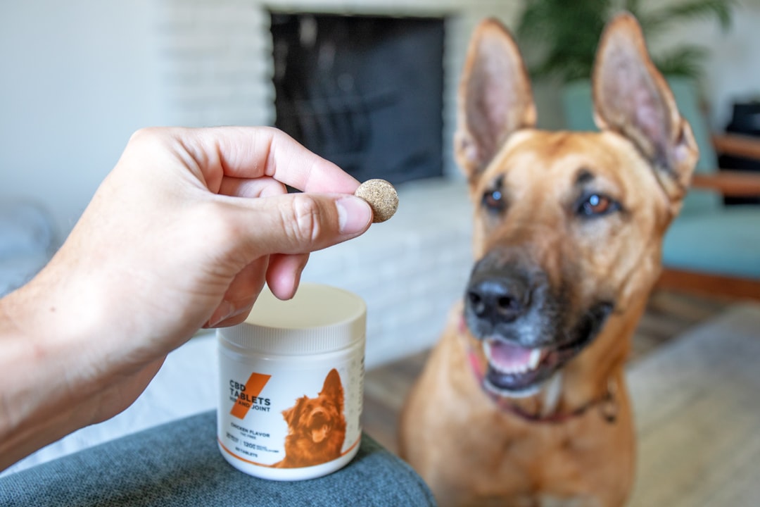 Hip Dysplasia in Dogs: Early Signs, Treatment, and Prevention