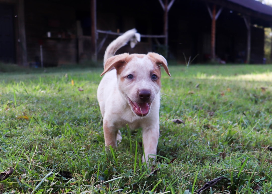 Puppy Potty Training: Complete Guide to House Training Success