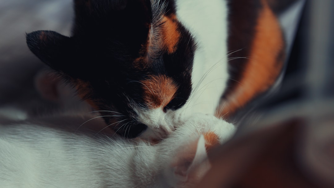 Why Do Cats Knead? Understanding This Common Feline Behavior