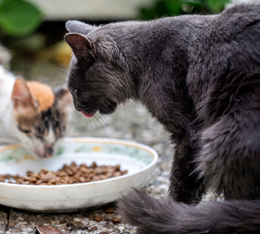 Wet vs Dry Cat Food: Which is Better for Your Cat's Health?