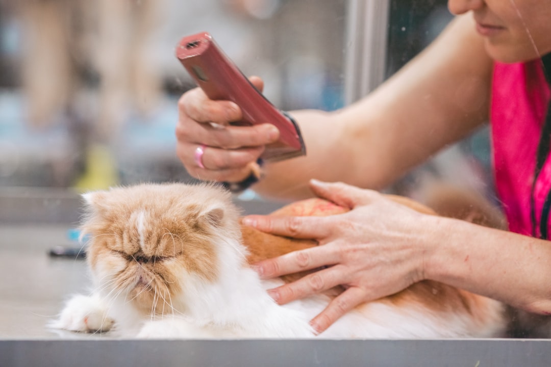 Complete Cat Grooming Guide: Tools, Techniques, and Schedule