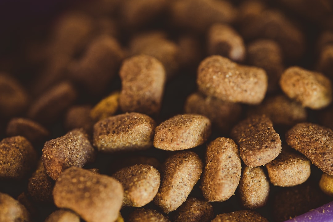 Best Dog Food for Senior Dogs: Complete Nutrition Guide by Age and Health