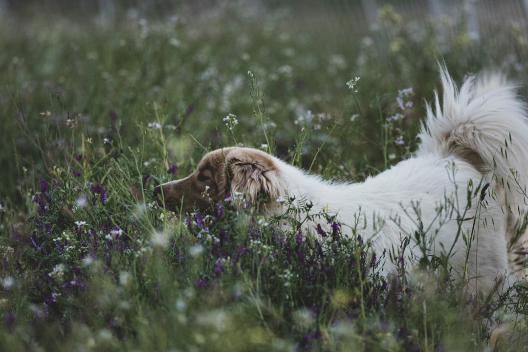 Dog Skin Allergies: Complete Guide to Symptoms, Causes, and Treatment