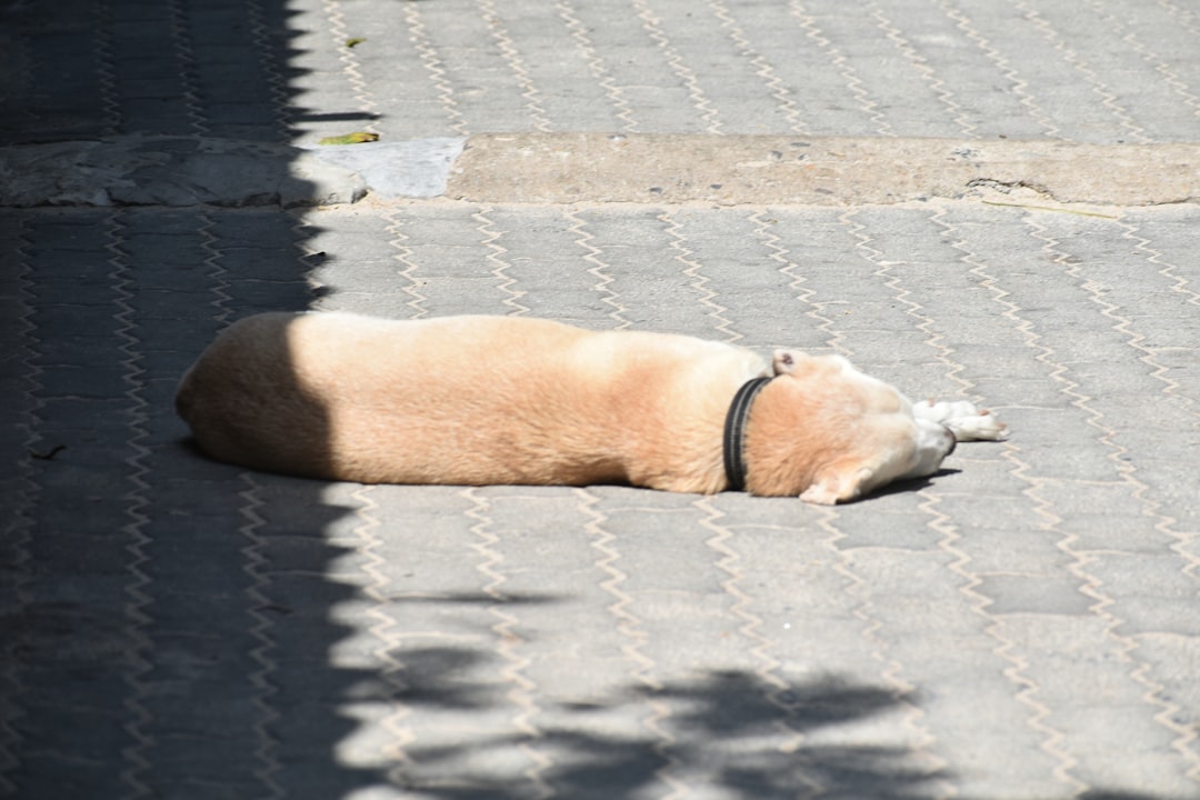 How to Stop Dog Barking: 7 Proven Methods That Actually Work