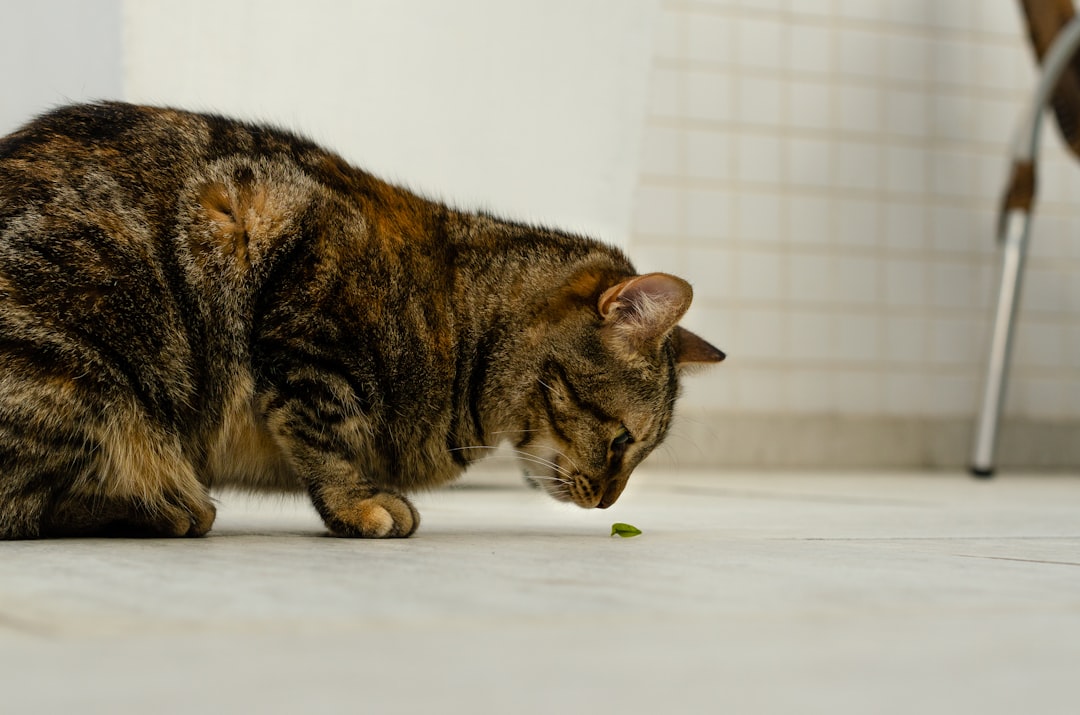 Cat Throwing Up: When to Worry and When It's Normal