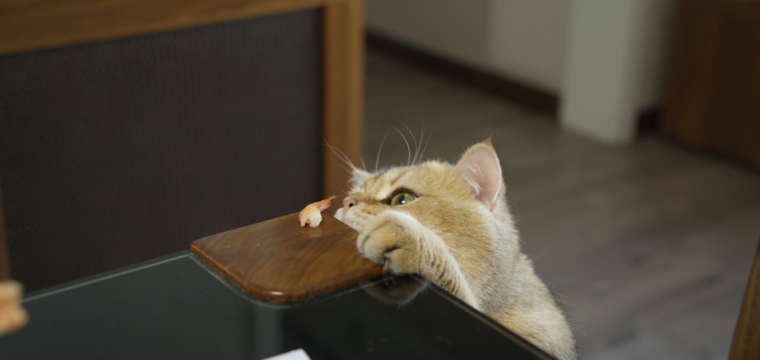 Why Cats Act Like They're Starving: Understanding Feline Food Behavior