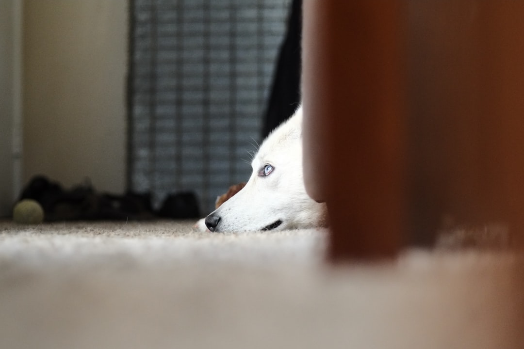 Dog Separation Anxiety: Signs, Causes, and Treatment Solutions