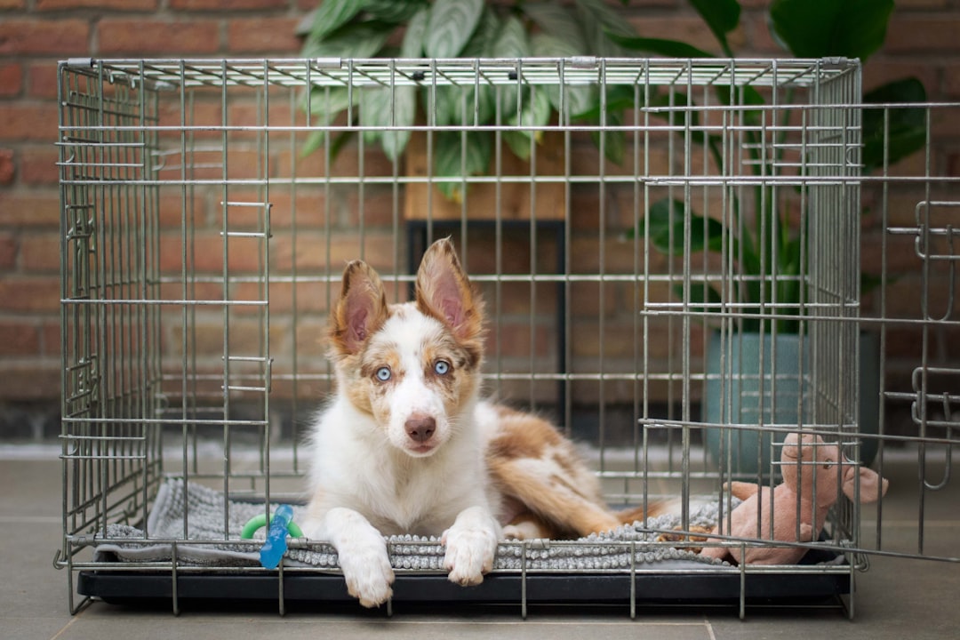 Dog Crate Training: Complete Guide to Success for Any Age