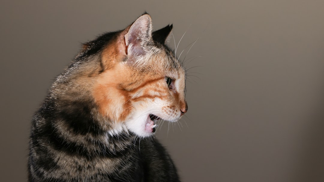 Cat Body Language: Understanding What Your Cat Is Really Telling You
