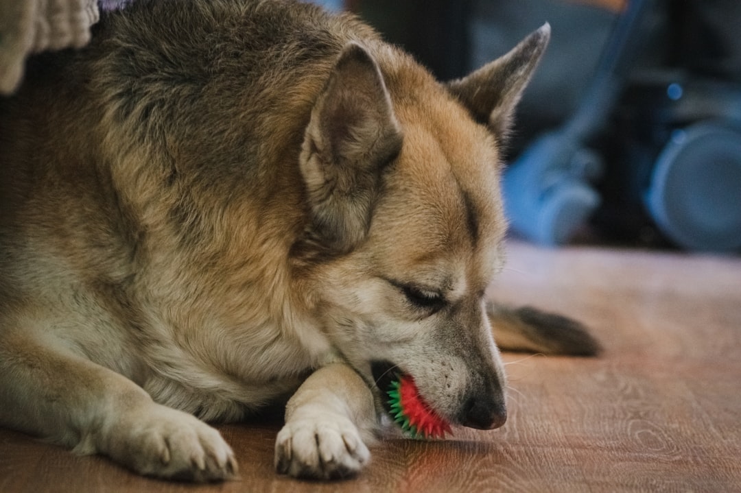 Dog Greeting Behavior: Why Your Dog Brings You Things and How to Manage It