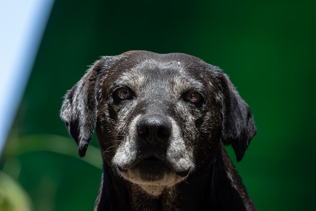 Senior Dog Care: Recognizing and Managing Age-Related Changes