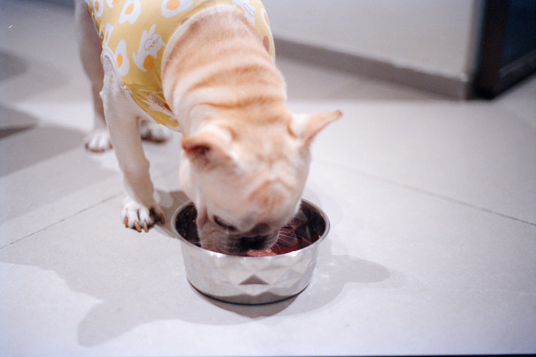 What to Feed Your Dog: Complete Guide to Choosing the Best Dog Food