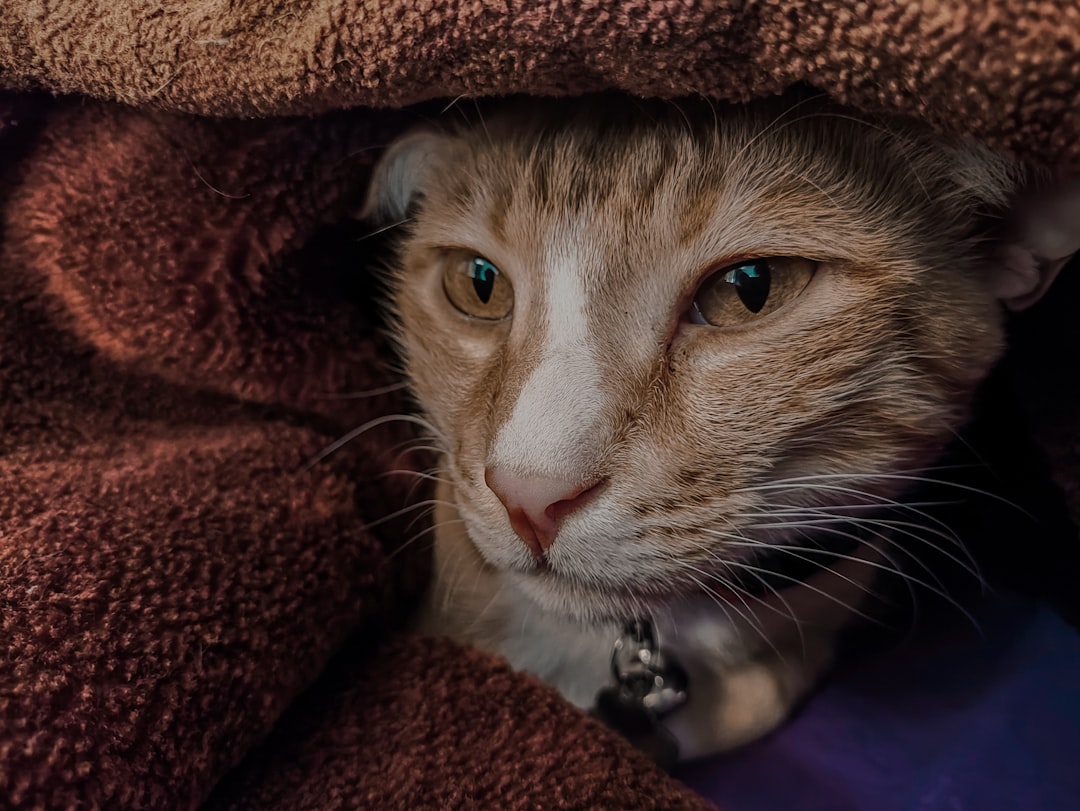 a close up of a cat under a blanket