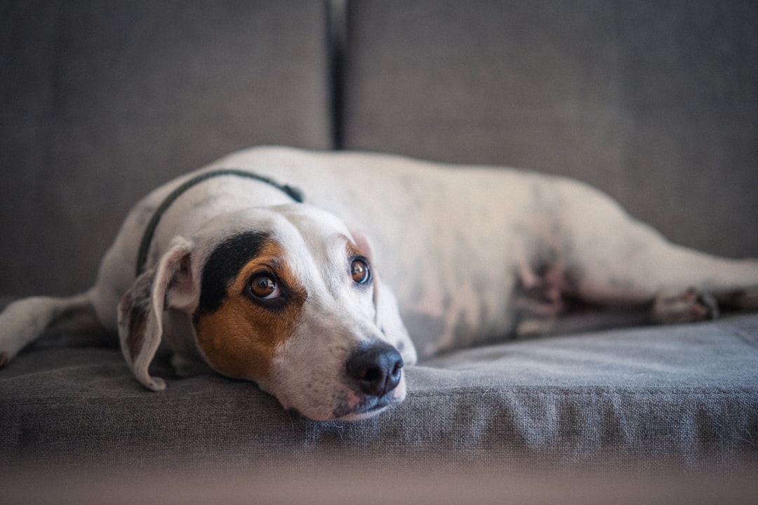 Dog Digestive Problems: Why Your Dog Has Loose Stools and How to Fix It