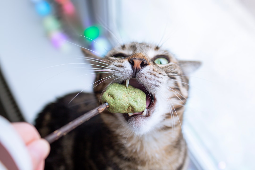 Indoor Cat Enrichment: Creating a Stimulating Environment for House Cats