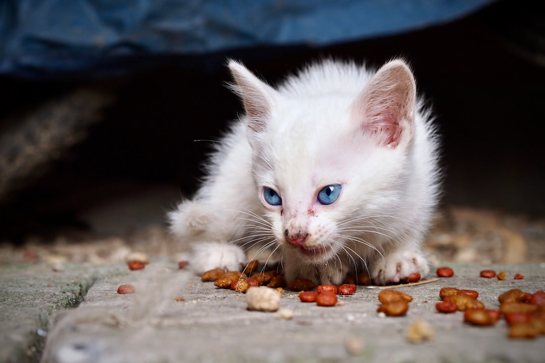 Kitten Feeding Guide: Complete Nutrition from Birth to Adult