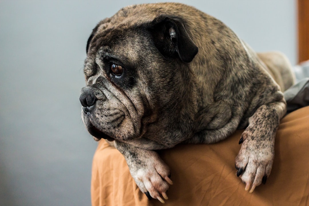 Best Dog Food for Senior Dogs: Complete Nutrition Guide