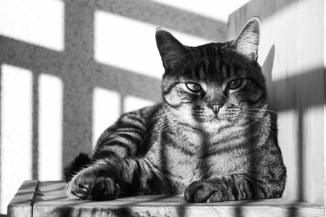 Why Is My Cat So Vocal? Understanding Excessive Meowing