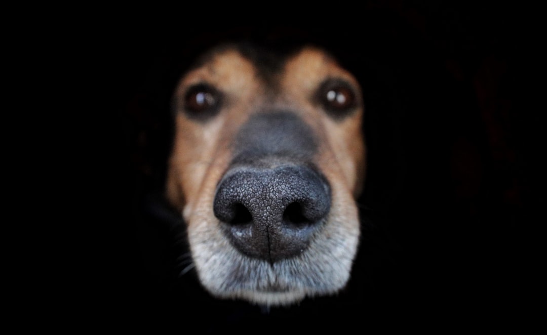 Kennel Cough in Dogs: Symptoms, Treatment, and Prevention