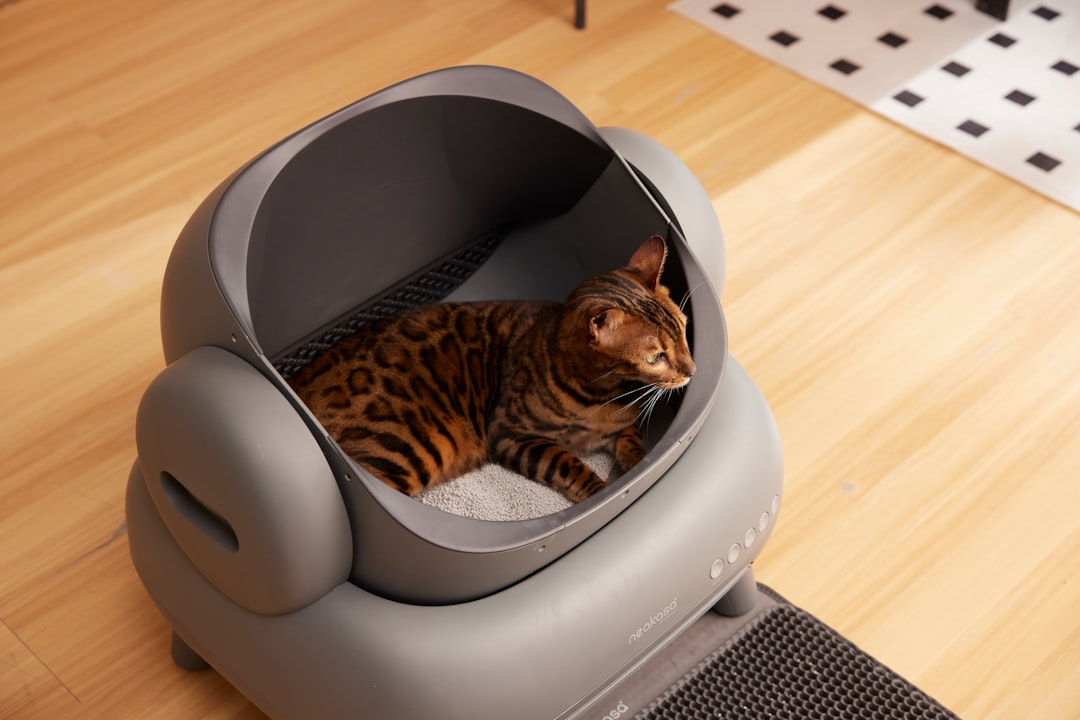 Cat Litter Box Problems: Complete Troubleshooting Guide