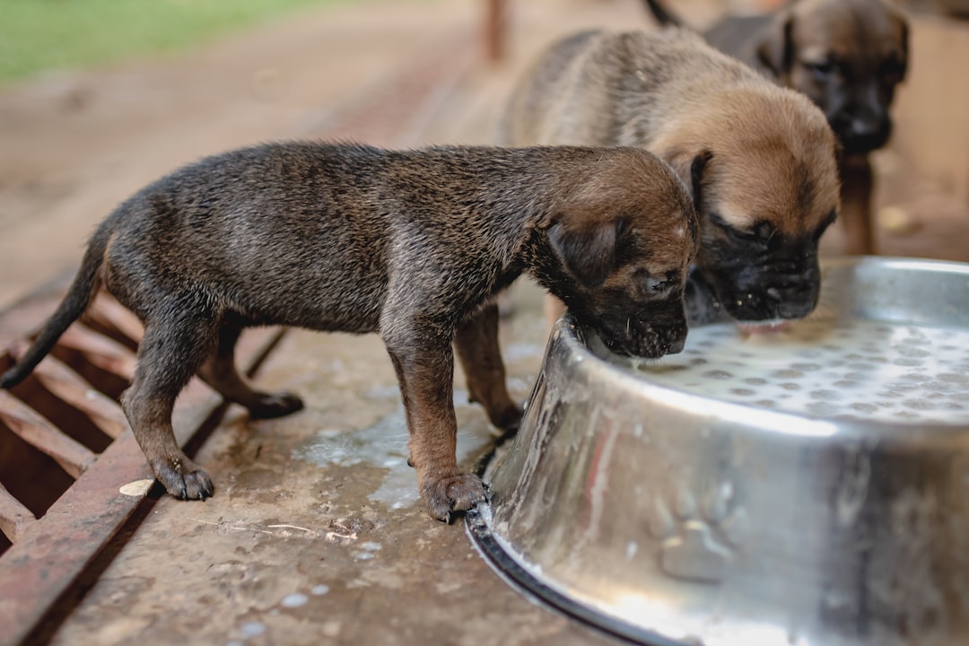 Complete Guide to Feeding Your Puppy: Age-Based Nutrition Schedule