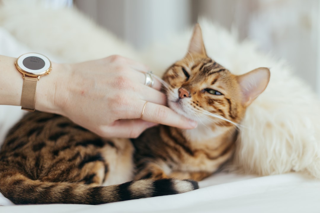 Essential Cat Care Checklist: Complete Guide for New Cat Parents