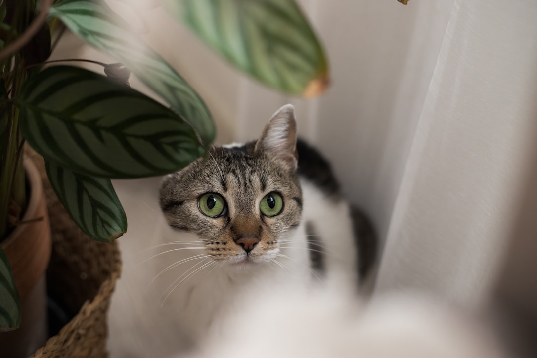 Best Cat Food for Indoor Cats: Nutrition Guide for Less Active Felines