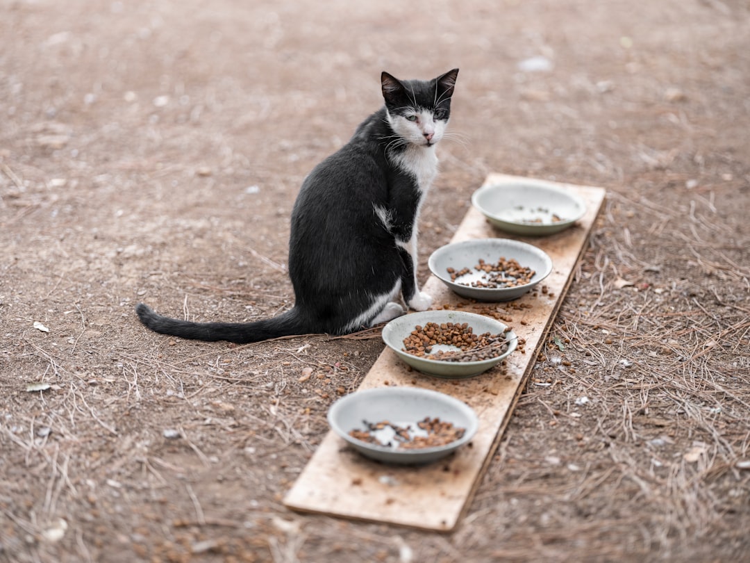 How Much Should I Feed My Cat? Complete Feeding Guide by Age and Weight