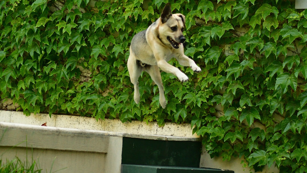 How to Stop Dog Jumping on People: Complete Training Guide
