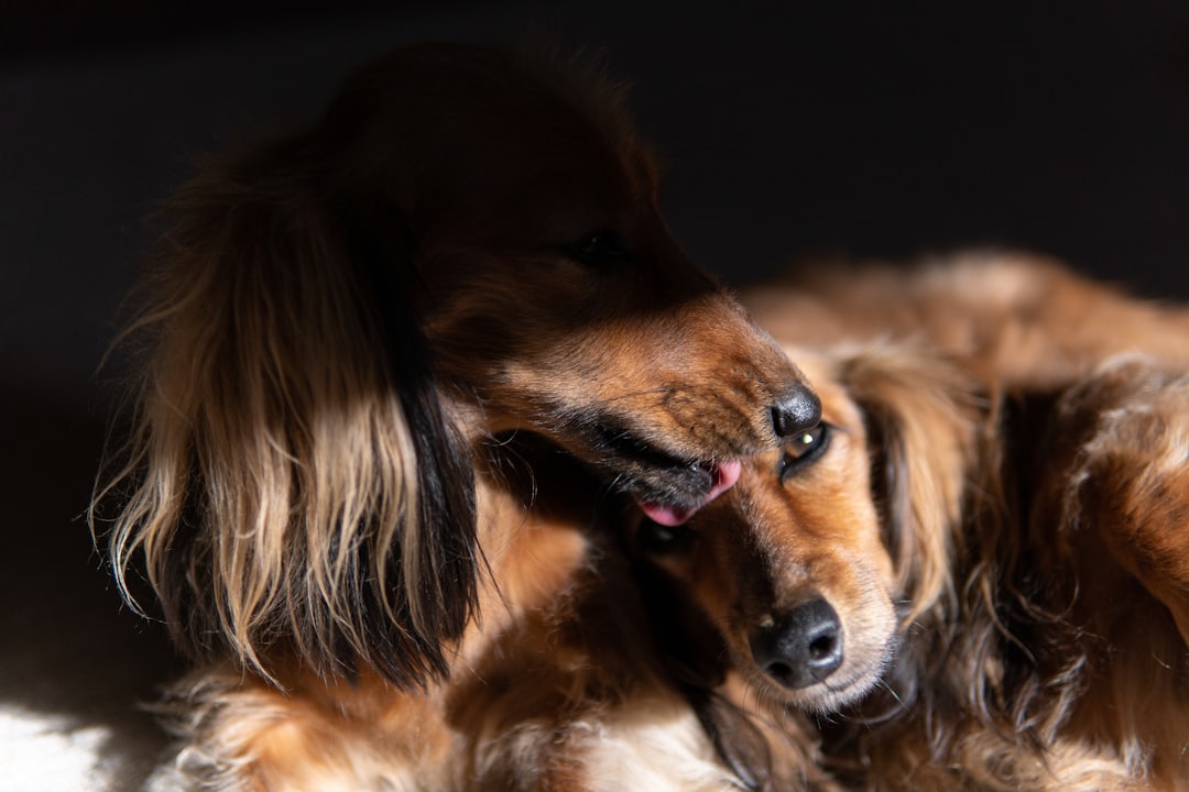 Dog Allergies: Complete Guide to Symptoms, Causes, and Treatment