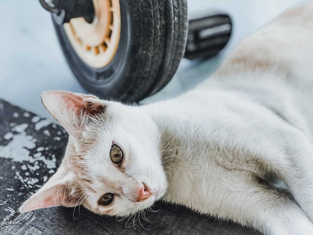 Can Older Cats Be Trained Like Kittens?