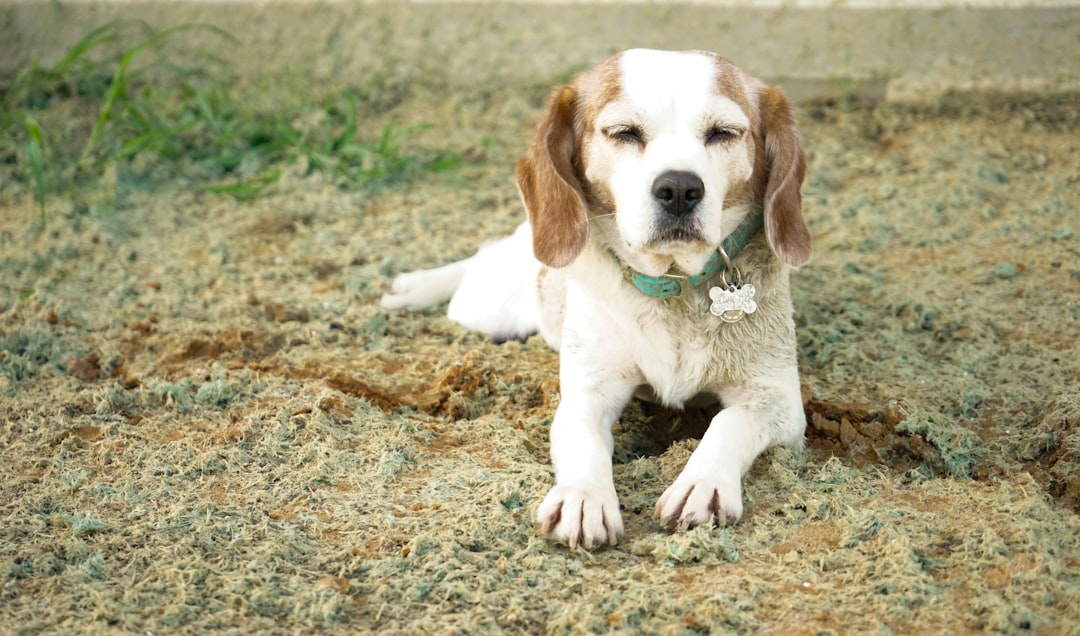 Commercial vs. Homemade Puppy Diet: Nutritional Completeness and Real-World Trade-offs