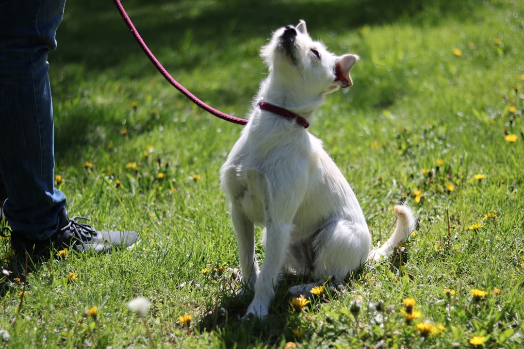 Common Mistakes in Puppy Training and How to Avoid Them