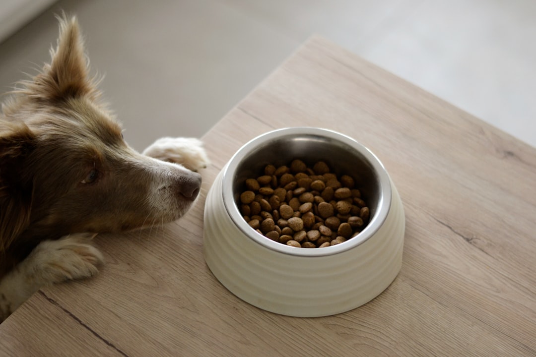 Comparing Dry vs. Wet Dog Food Nutrition Labels