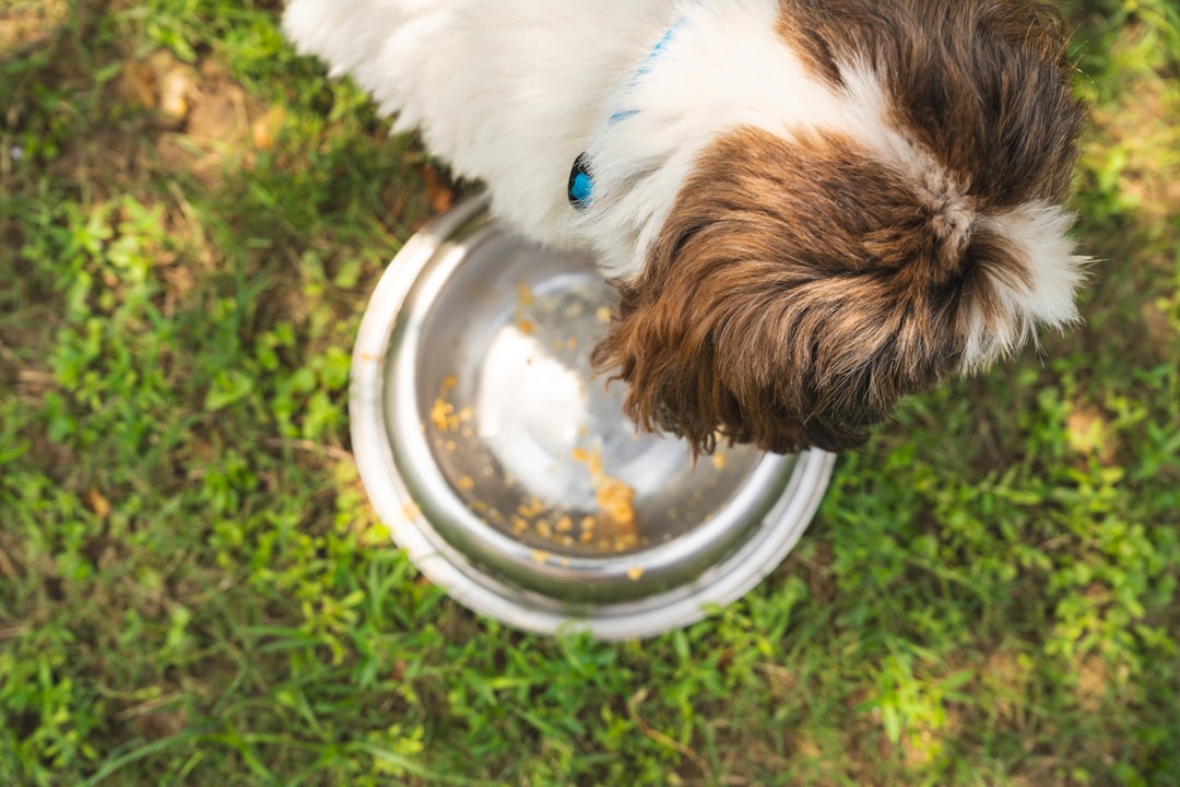 What Does 'Complete and Balanced' Mean on Dog Food Labels?