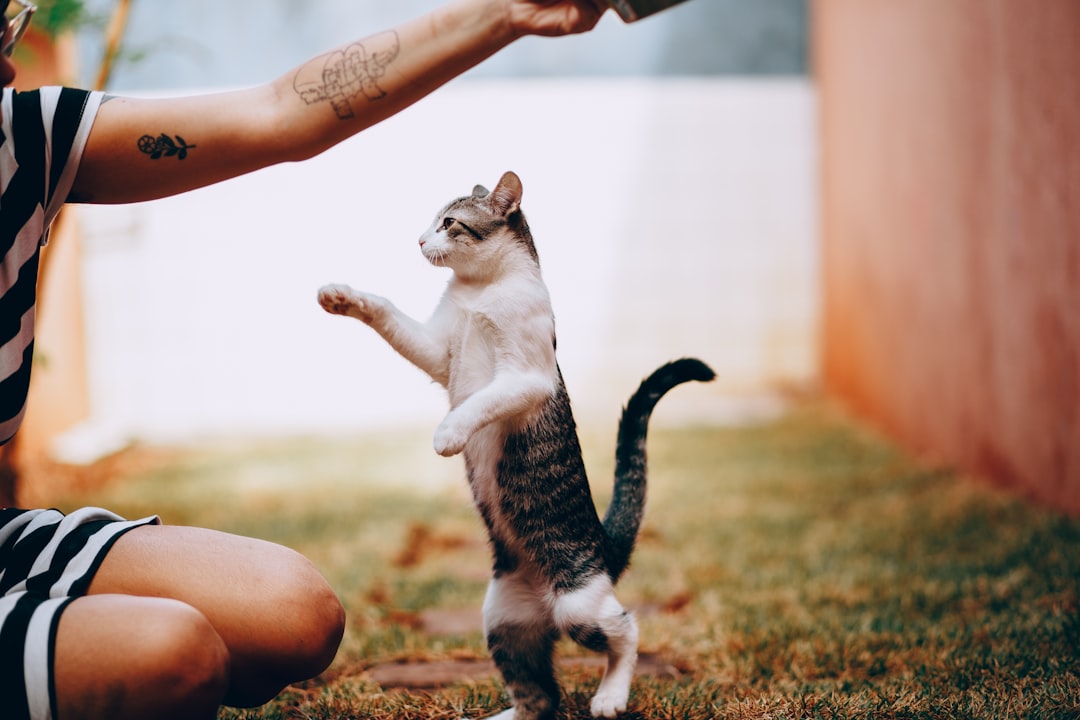 Complete Guide to Kitten Training