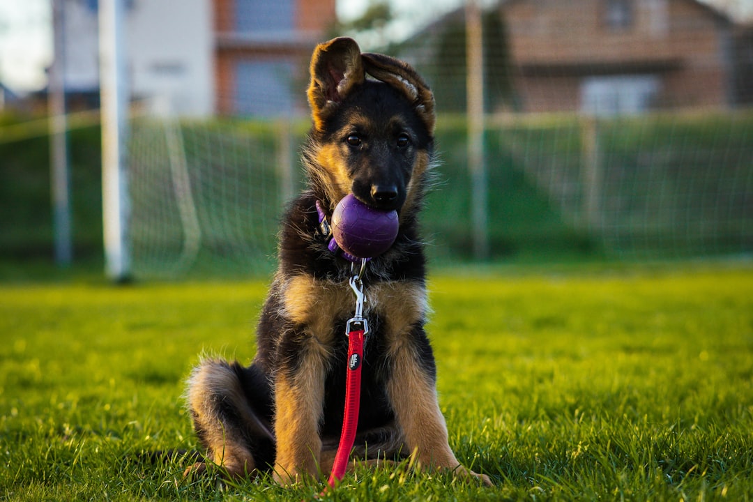Complete Guide to Puppy Training
