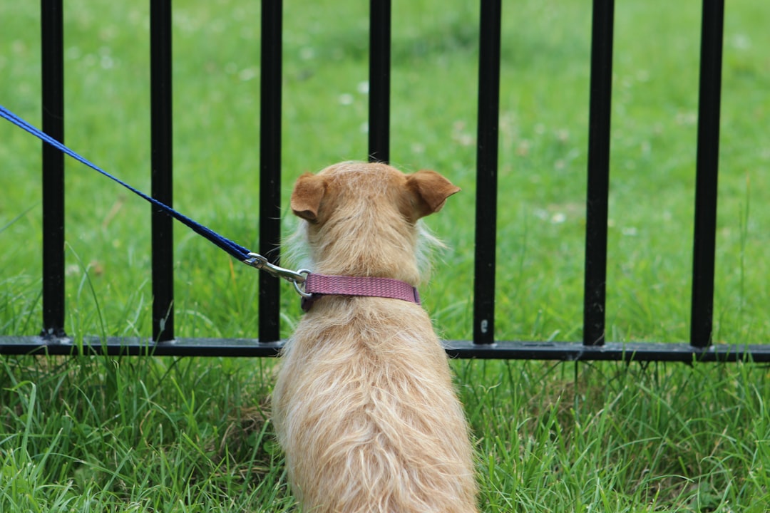 Crate Training Your Puppy: Tips and Techniques