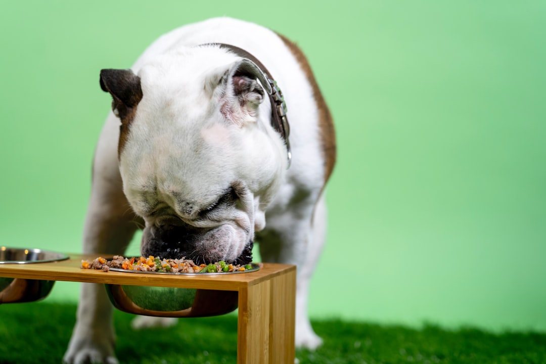 The Dangers of Artificial Additives in Dog Food