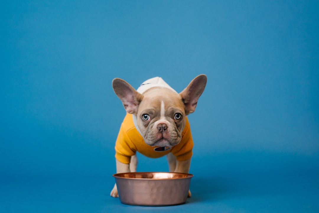 The Risk of Over-Supplementing Puppies: When Extra Vitamins and Minerals Cause Harm