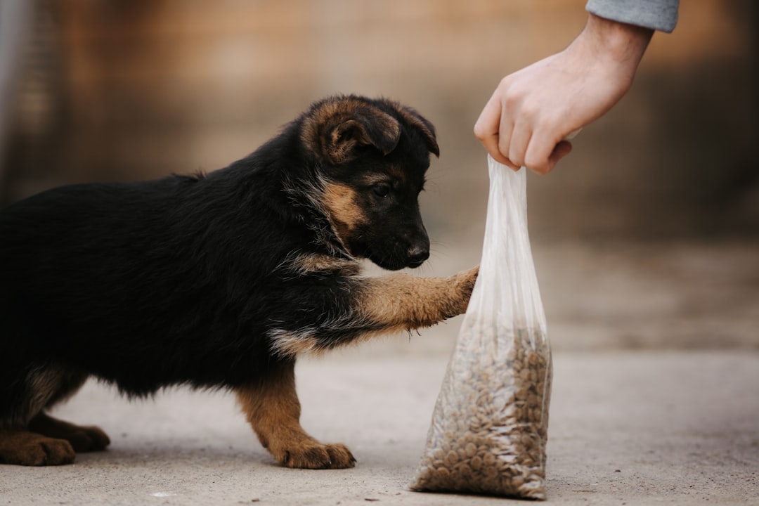 What to Look for in Dog Food Labels for Puppies