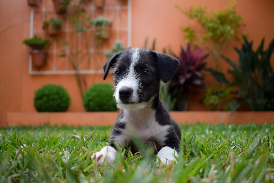 Essential Nutrients Every Puppy Needs: Protein, Fat, Calcium, Phosphorus, and DHA