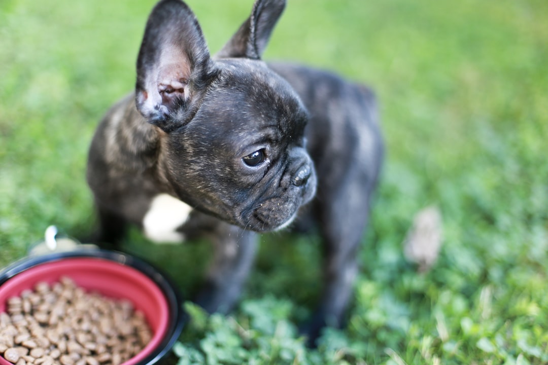 Can Puppies Eat Human Food? What's Safe, What's Toxic, and What Just Adds Empty Calories