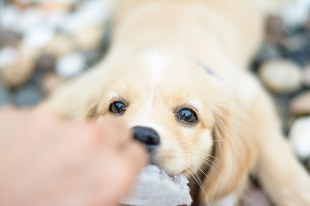 Do Puppies Need Nutritional Supplements If They Eat Complete and Balanced Food?