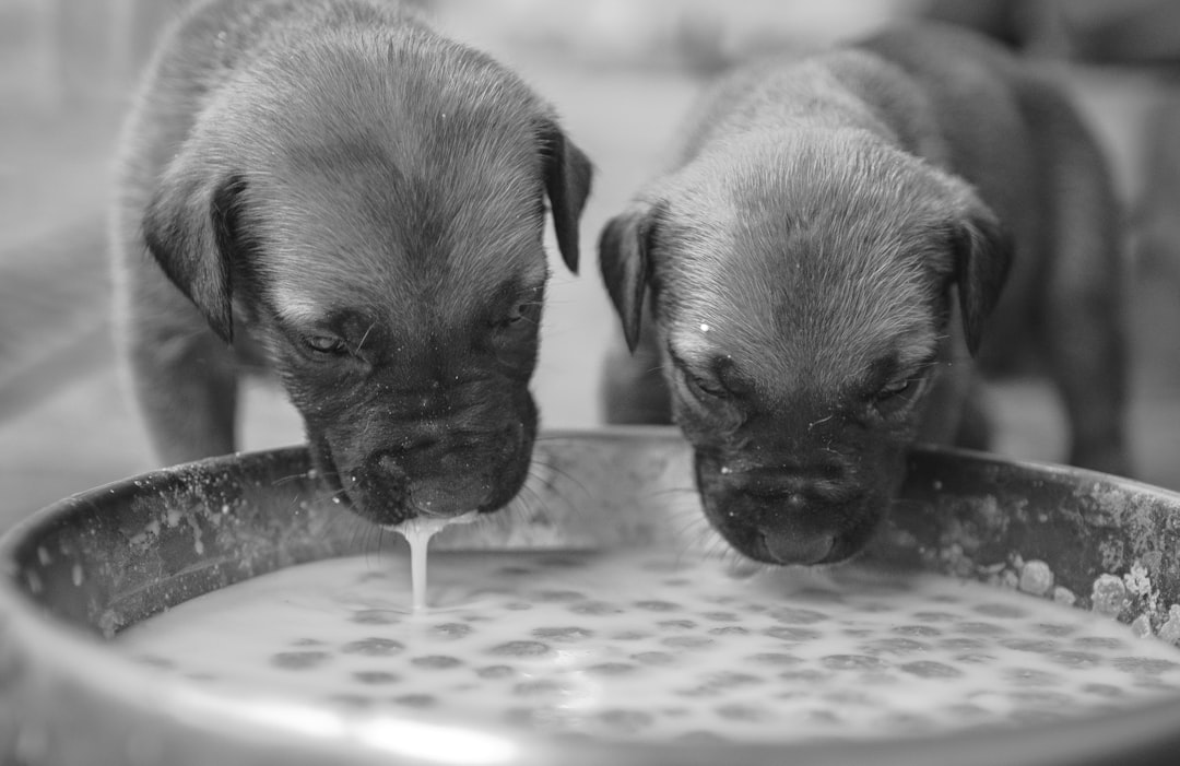 How Much Protein Does a Puppy Actually Need?