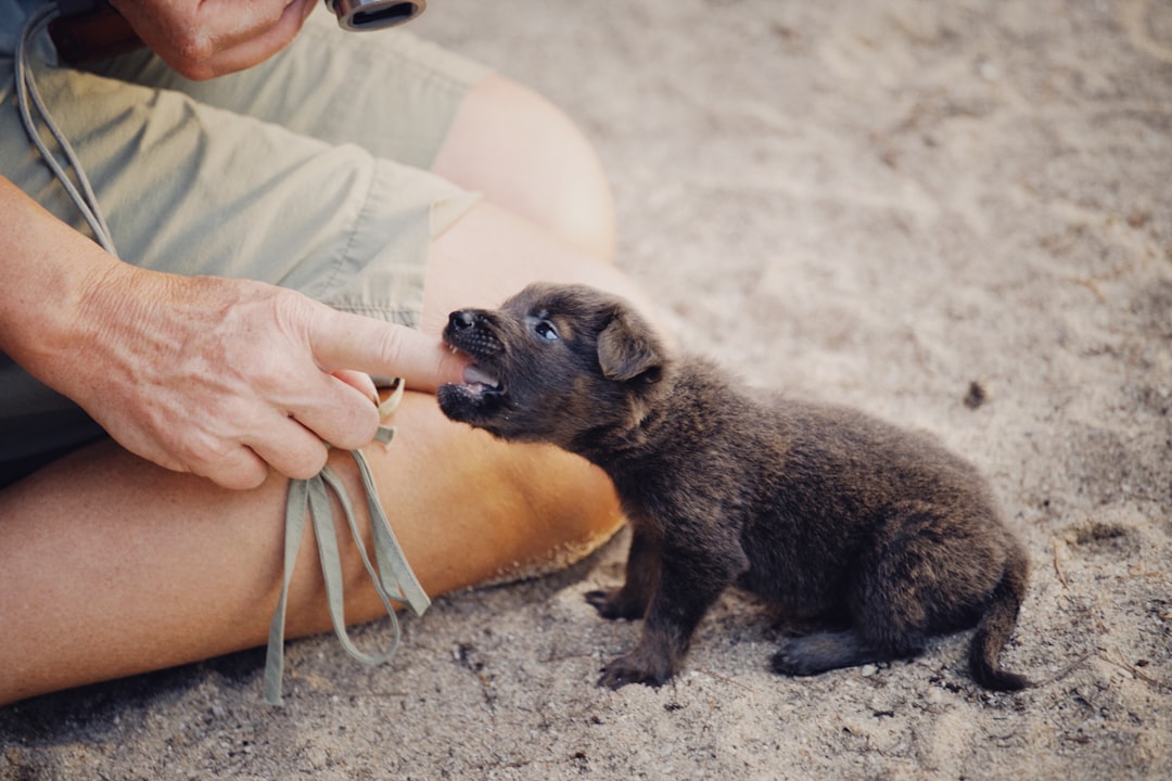 What Vitamins and Minerals Do Puppies Need for Healthy Development?