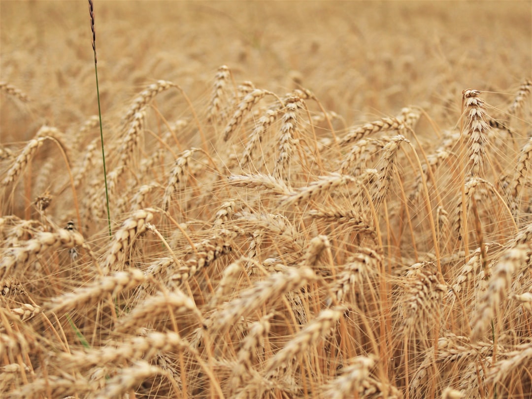 Grain-Free vs. Grain-Inclusive Dog Food Labels