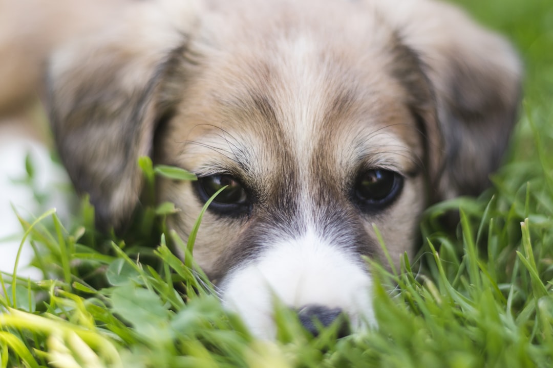 Health Risks Associated with Poor Puppy Training