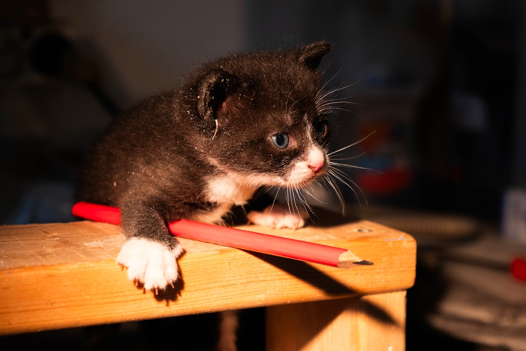 How Long Does Kitten Training Take?